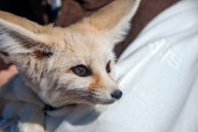 Morocco Desert Fox