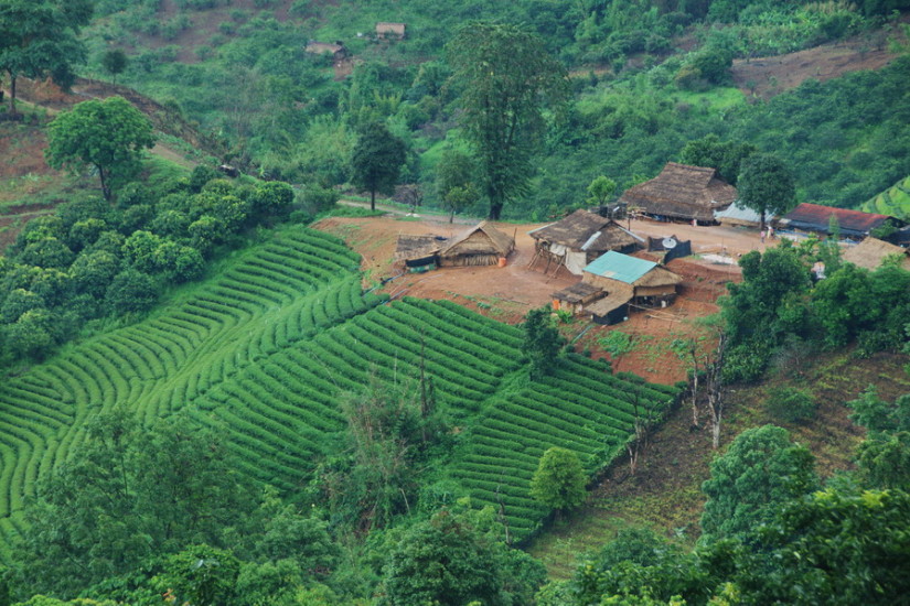 Thailand Rice terrace