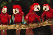 Papagal Macaw rosu