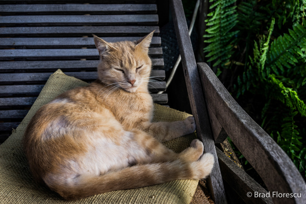 Unul dintre motanii care adăstau pe veranda proprietarilor. Cameră SONY A7.